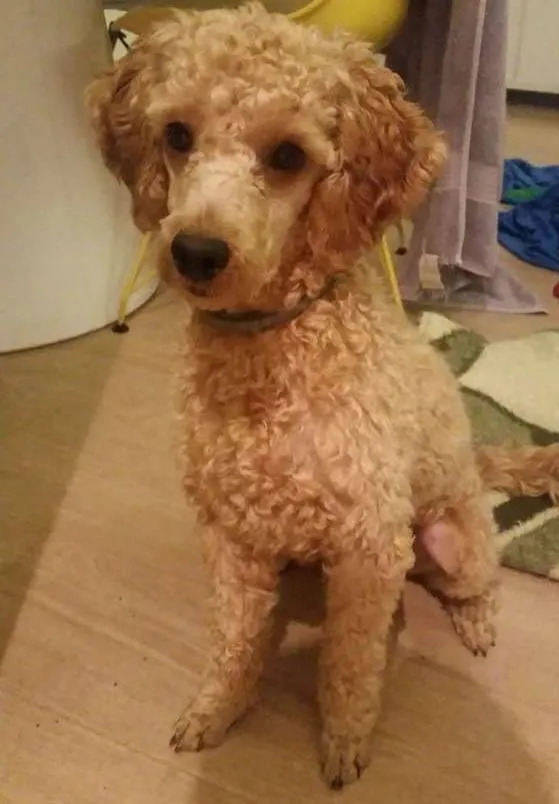 Cachorro ra a Poodle idade 7 a 11 meses nome Ekidi