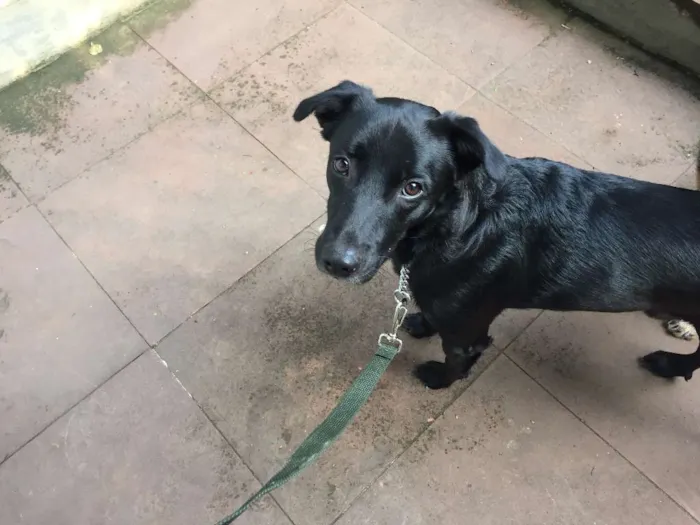 Cachorro ra a SRD idade 2 anos nome não sei 