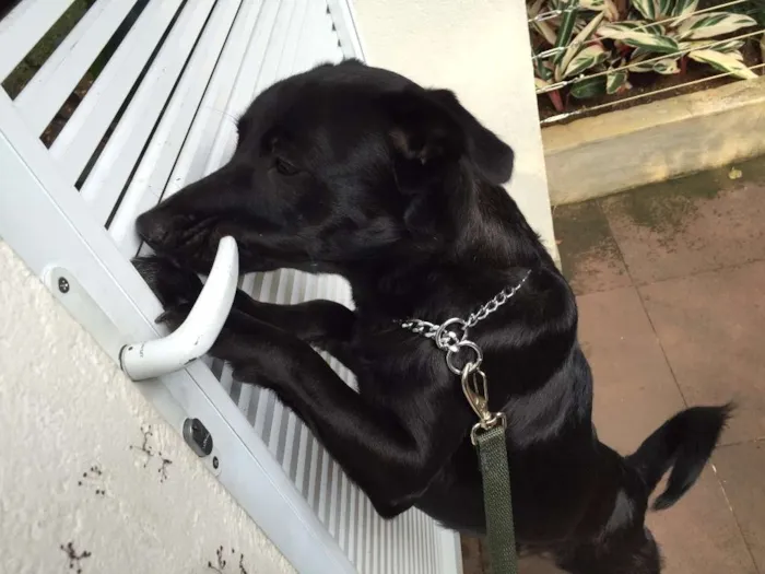 Cachorro ra a SRD idade 2 anos nome não sei 