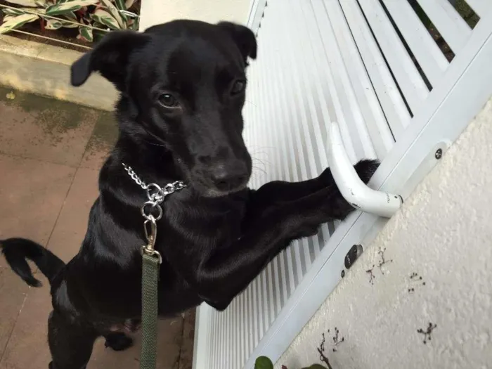 Cachorro ra a SRD idade 2 anos nome não sei 