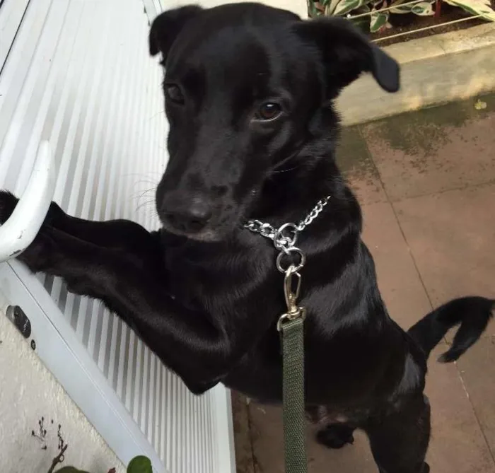 Cachorro ra a SRD idade 2 anos nome não sei 