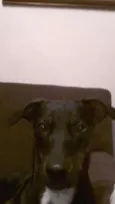 Lilica