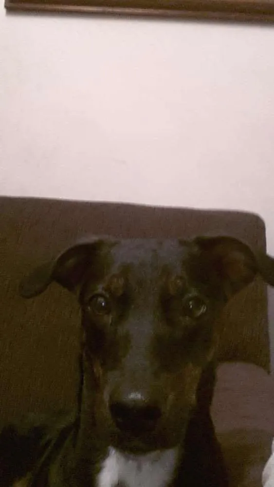 Cachorro ra a Vira lata idade 7 a 11 meses nome Lilica