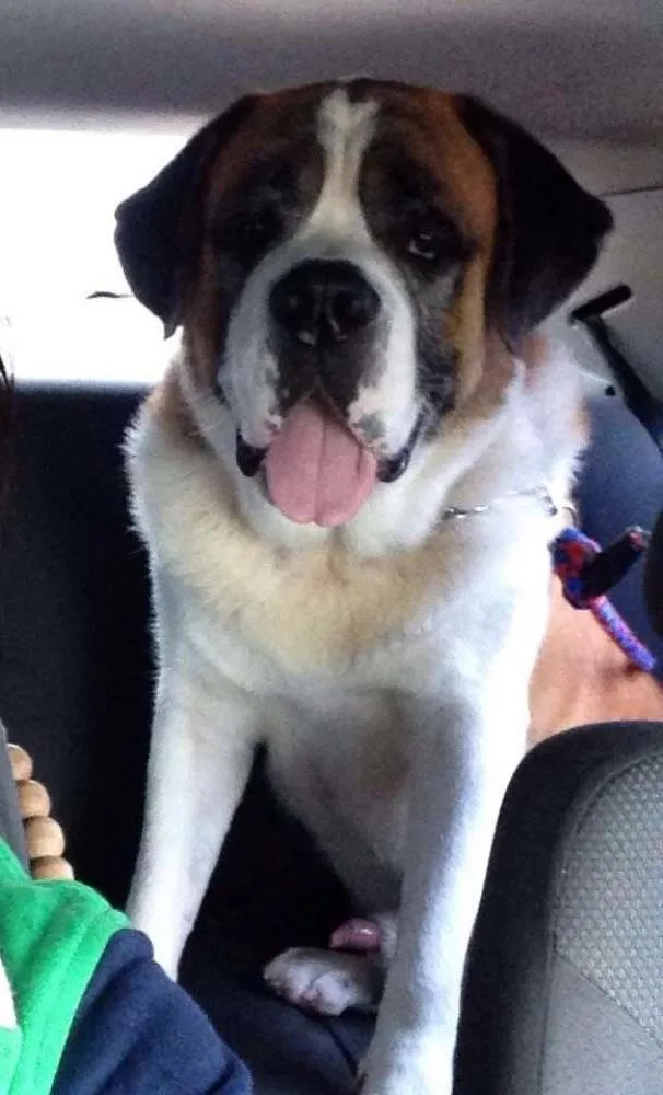 Cachorro ra a São Bernardo idade 5 anos nome Bethoven