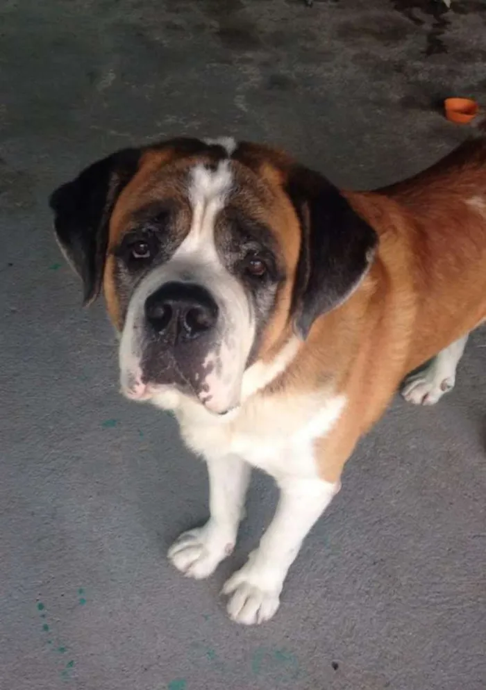 Cachorro ra a São Bernardo idade 5 anos nome Bethoven