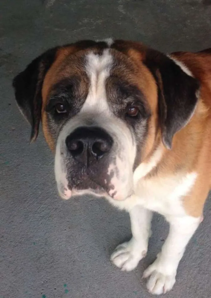 Cachorro ra a São Bernardo idade 5 anos nome Bethoven