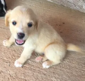 Cachorro raça Vira lata idade Abaixo de 2 meses nome Filhotes