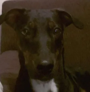 Cachorro raça Vira lata idade 7 a 11 meses nome Lilica