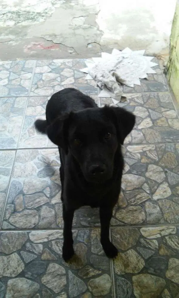 Cachorro ra a nao definida idade 7 a 11 meses nome nao tem