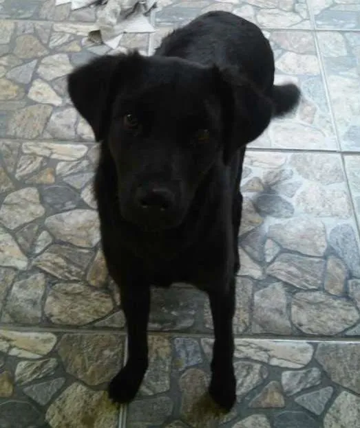 Cachorro ra a nao definida idade 7 a 11 meses nome nao tem