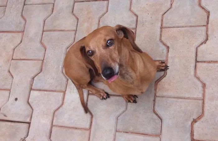 Cachorro ra a Basset-Cofap idade 6 ou mais anos nome nina