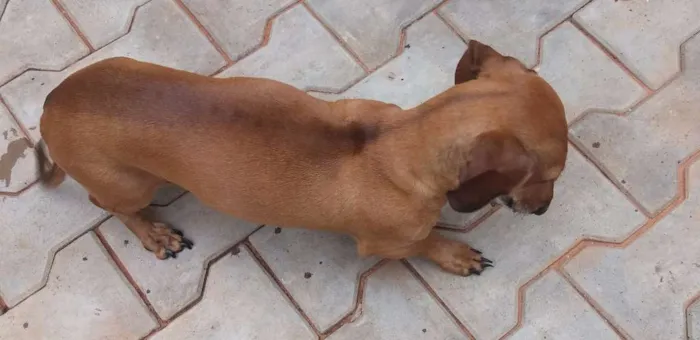 Cachorro ra a Basset-Cofap idade 6 ou mais anos nome nina