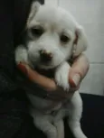 Filhotes