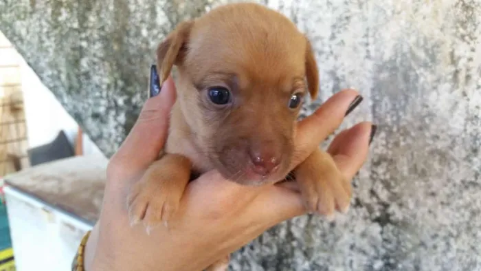 Cachorro ra a SRD idade Abaixo de 2 meses nome SN