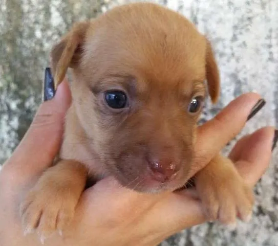 Cachorro ra a SRD idade Abaixo de 2 meses nome SN