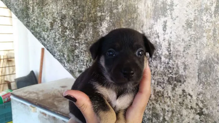 Cachorro ra a SRD idade Abaixo de 2 meses nome SN