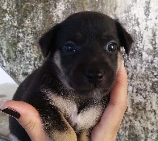 Cachorro ra a SRD idade Abaixo de 2 meses nome SN