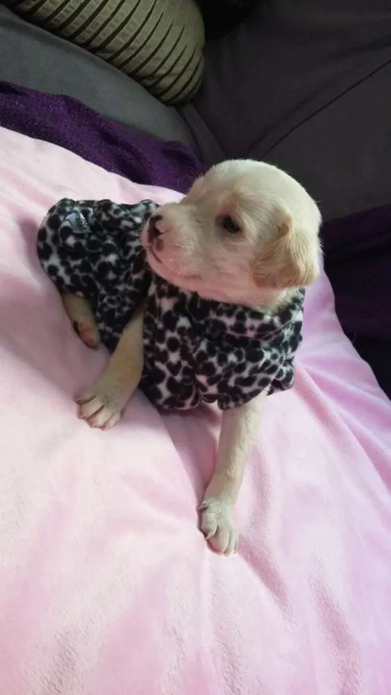 Cachorro ra a  idade Abaixo de 2 meses nome Lulu