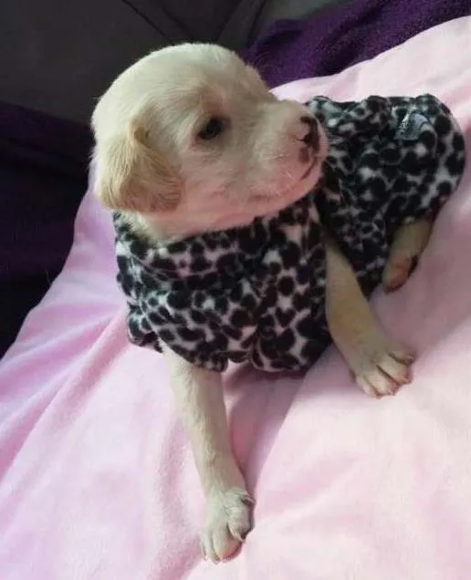 Cachorro ra a  idade Abaixo de 2 meses nome Lulu