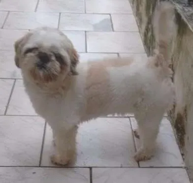 Cachorro raça Shitzu e sdr idade 1 ano nome Fred e ursula
