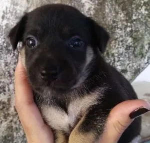 Cachorro raça SRD idade Abaixo de 2 meses nome SN