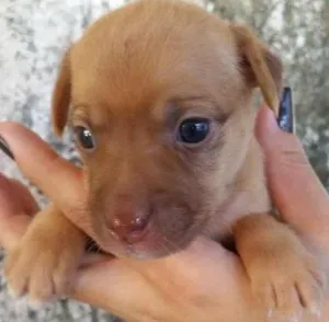 Cachorro raça SRD idade Abaixo de 2 meses nome SN