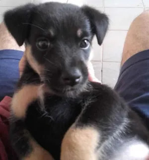 Cachorro raça Pastor Alemao e outra raça idade 2 a 6 meses nome nenhum