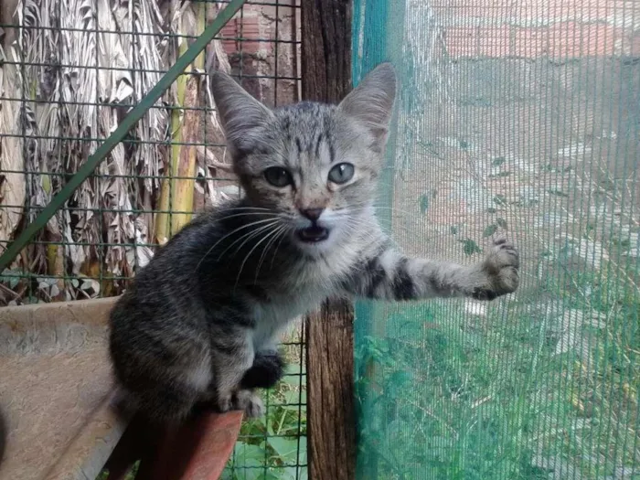 Gato ra a SRD idade 2 a 6 meses nome Vários