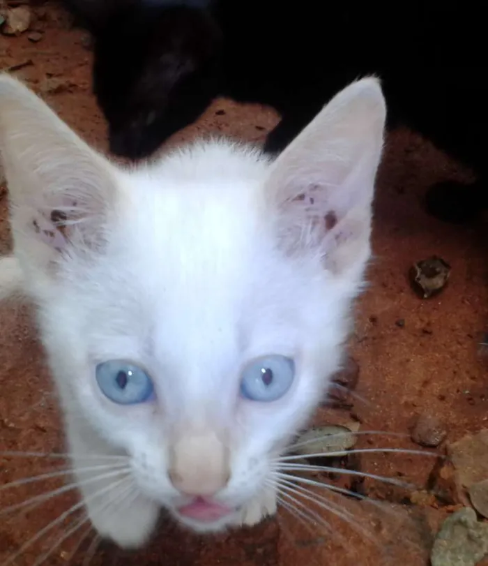 Gato ra a SRD idade 2 a 6 meses nome Vários