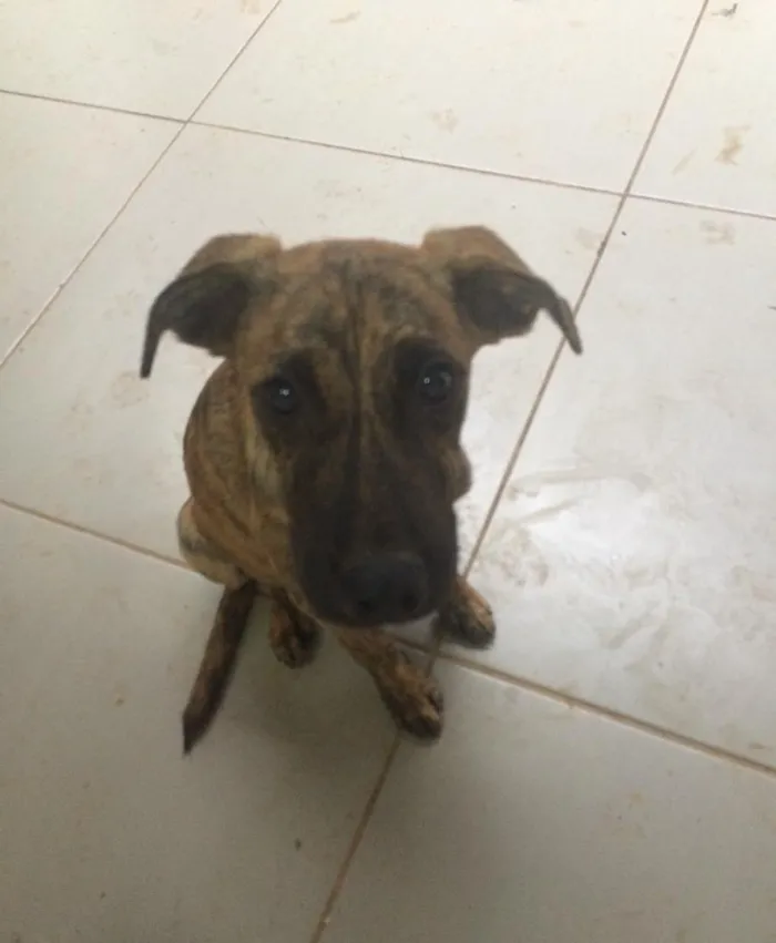 Cachorro ra a Vira lata idade  nome Ted