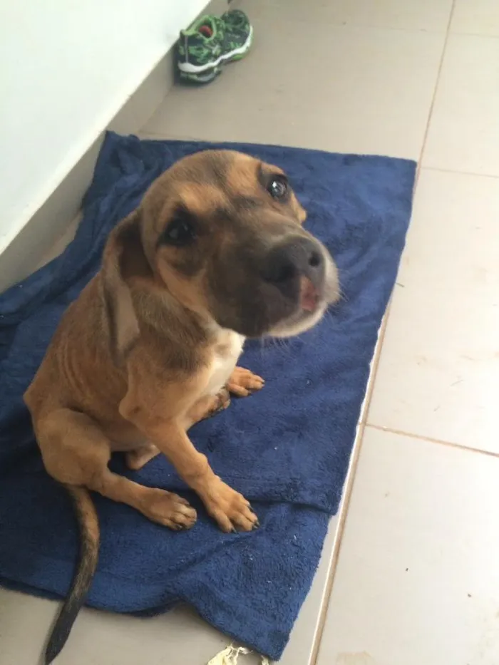 Cachorro ra a Vira lata idade  nome Safira