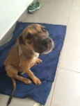 Safira