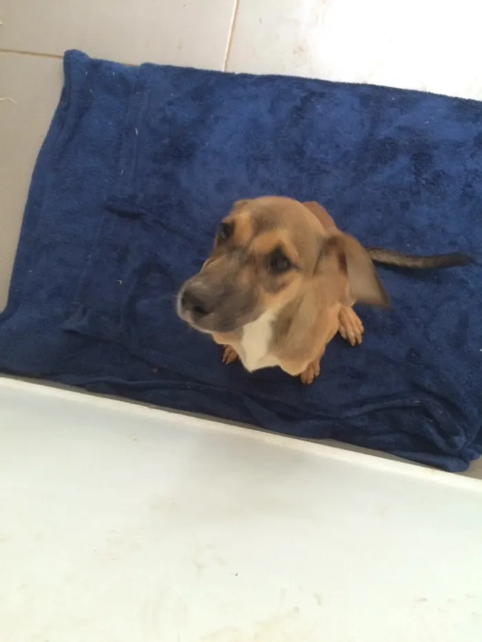 Cachorro ra a Vira lata idade  nome Safira