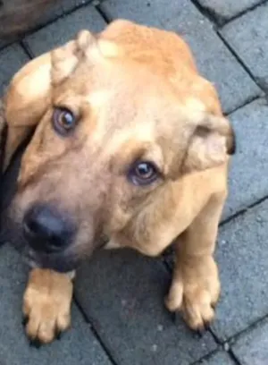 Cachorro raça Vira lata idade  nome Lucky