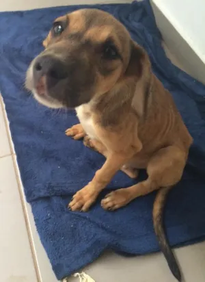 Cachorro raça Vira lata idade  nome Safira