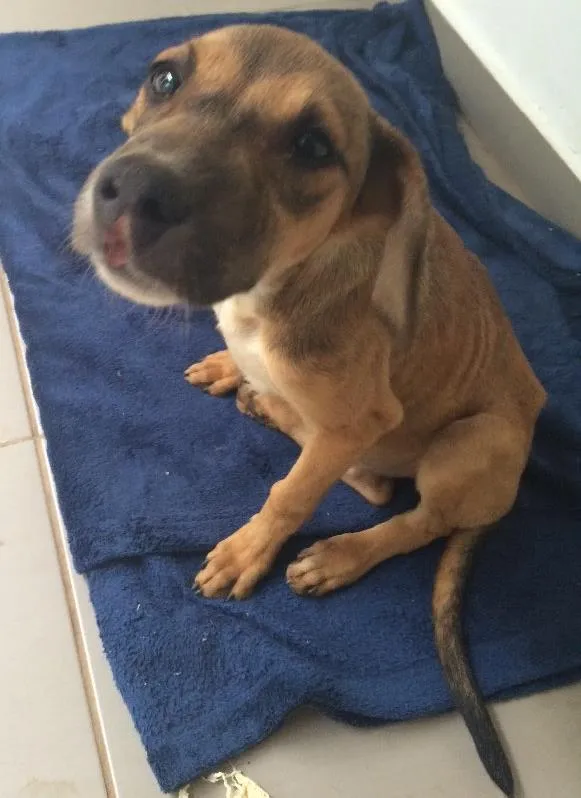 Cachorro ra a Vira lata idade  nome Safira