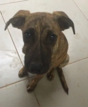 Cachorro raça Vira lata idade  nome Ted