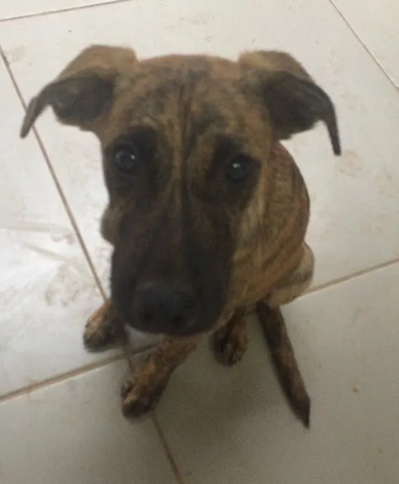 Cachorro ra a Vira lata idade  nome Ted