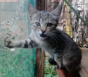 Gato raça SRD idade 2 a 6 meses nome Vários