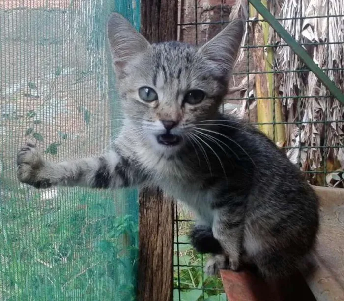 Gato ra a SRD idade 2 a 6 meses nome Vários