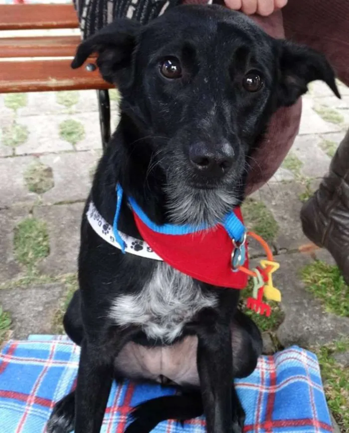 Cachorro ra a SRD idade 2 anos nome Glorinha