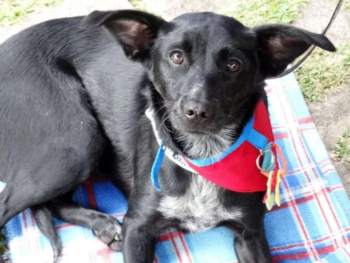 Cachorro ra a SRD idade 2 anos nome Glorinha