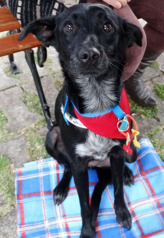 Cachorro ra a SRD idade 2 anos nome Glorinha