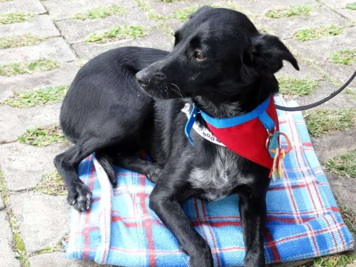 Cachorro ra a SRD idade 2 anos nome Glorinha