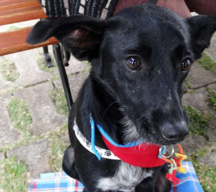 Cachorro ra a SRD idade 2 anos nome Glorinha