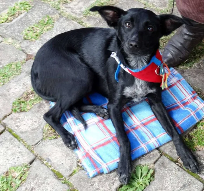 Cachorro ra a SRD idade 2 anos nome Glorinha