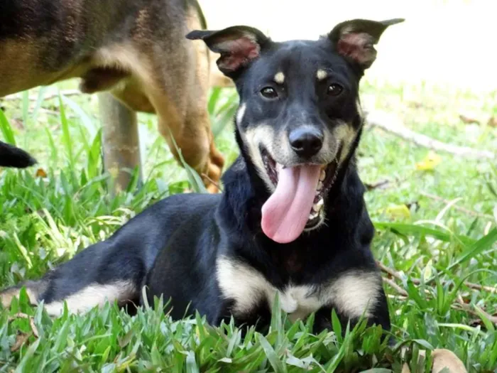 Cachorro ra a SRD idade 2 anos nome Heri