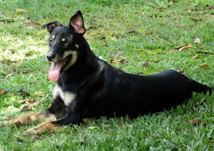 Cachorro ra a SRD idade 2 anos nome Heri