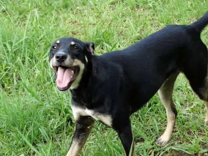 Cachorro ra a SRD idade 2 anos nome Heri