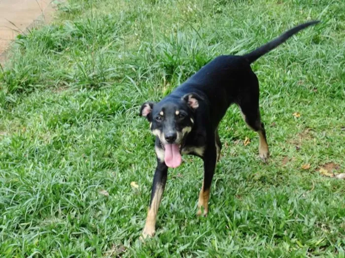 Cachorro ra a SRD idade 2 anos nome Heri
